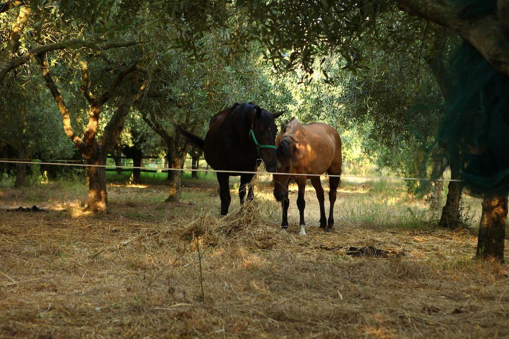 Agriturismo Il Pozzo Casal Velino Εξωτερικό φωτογραφία
