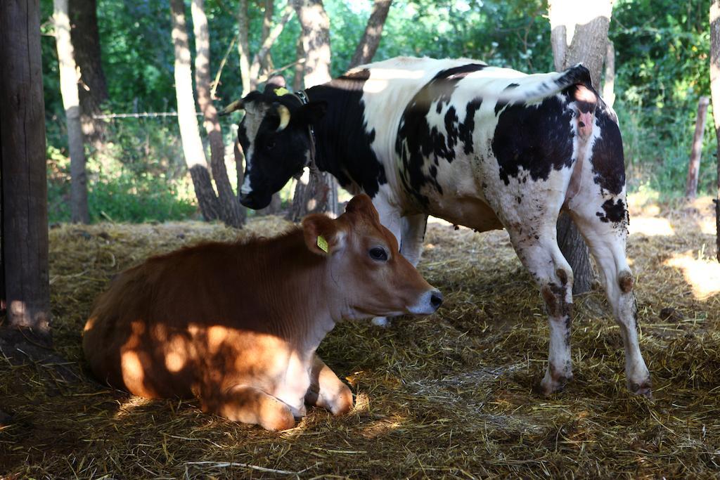 Agriturismo Il Pozzo Casal Velino Εξωτερικό φωτογραφία